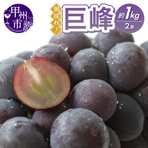 yӂ邳Ɣ[Łz  s\ 2026N Iׂ N 1kg 2[ ̂ 2025N Ԃǂ uhE t[c Â ʎ ʕ  bBsY Yn 8`9 ʌ Ԍ i 