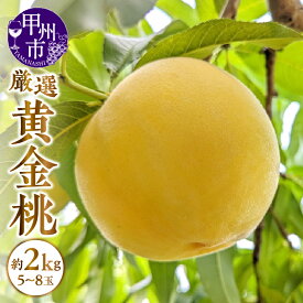 【ふるさと納税】 黄金桃 桃 約2kg 5～8玉 山梨県産 人気 新鮮 数量限定 ゴールデンピーチ 甲州市産 山梨 厳選 果物 果実 フルーツ 期間限定 盛り合わせ 贈答 ギフト 家庭用 7月中旬より発送 (APX) 【B-870】