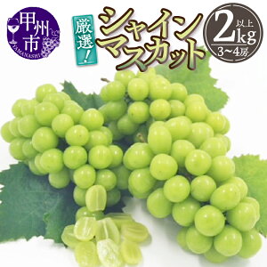 yӂ邳Ɣ[Łz VC}XJbg Iׂe 700gȏ`2kgȏ 1[`4[ ʕ Ԃǂ t[c bBsY 2025N I Yn 8 9 10  Ԍ ʌ  Mtg ƒ