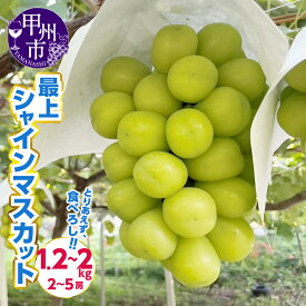 【ふるさと納税】 シャインマスカット 1.2kg 2kg 選べる内容量 山梨県 9月 10月 発送 2024年発送 期間限定 数量限定 大粒 くだもの 果物 フルーツ ぶどう 種無し 葡萄 甲州市産 山梨 社員マスカット （AGV）