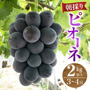 �y�ӂ邳�Ɣ[�Łz �s�I�[�l 2026�N ��s�\�� �N�[���� 2�`4�[ �I�ׂ���e�� 1.1kg�ȏ� 2kg�ȏ� �ʕ� ���Ԍ��� 9�� 10�� ���� ���̂� �_�ƒ��� �l�C ���I �嗱 �t���[�c �Ԃǂ� ���� �ʎ� �������� 