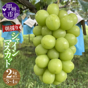 �y�ӂ邳�Ɣ[�Łz �V���C���}�X�J�b�g 2026�N ��s�\�� �N�[���� �I�ׂ� ���e�� 2�[�`4�[ 1.2kg�ȏ� 2kg�ȏ� �① �ʕ� �R�� �b�B�s�Y ���Ԍ��� 9�� 10�� ���� ���̂� �l�C ���I �t���[�c �Ԃǂ� ��