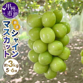 【ふるさと納税】 シャインマスカット 選べる内容量 約1kg～約3kg 2房～6房 果物 フルーツ くだもの 旬 新鮮 甘い 厳選 人気 2025年発送 プレゼント 贈答 ギフト 山梨県 甲州市 期間限定 数量限定 8月 9月 10月 発送 （SFN）