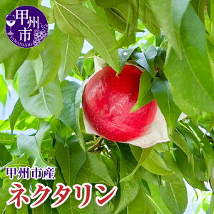 �y�ӂ邳�Ɣ[�Łz �X�C�[�g�l�N�^���� 2026�N���� ��s�\�� ��2kg 7�`9�� �① �l�N�^���� �� �ʕ� ���� �і� 7�� 8�� ���� �N�[���� ���Ԍ��� ���ʌ��� �������� �t���[�c ���� �R�� �{ �N�[�� 