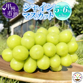 【ふるさと納税】 シャインマスカット 選べる内容量 約1.2kg～約3kg 2～6房 果物 山梨県 甲州市産 新鮮 朝採れ 大粒 9月 10月 発送 2025年発送 期間限定 数量限定 旬 くだもの フルーツ 葡萄 ブドウ ぶどう 新鮮 家庭用 ギフト 贈答用 社員マスカット （SFM）
