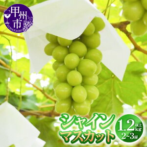 yӂ邳Ɣ[Łz VC}XJbg t[c ʕ Iׂ e 500g`1.2kg 1`3[ Ԍ ʌ 2025N 8 9 10 11  Ԃǂ uhE ʎ  嗱 햳 Mtg 
