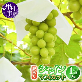 【ふるさと納税】 訳あり シャインマスカット 2026年発送 1.0kg以上 2房 果物 期間限定 8月 9月 10月 11月 発送 マスカット ぶどう 葡萄 ブドウ 甘い フルーツ 果実 くだもの 数量限定 人気 フードロス 家庭用 山梨県 甲州市 社員マスカット （YKI） 【A06-990】