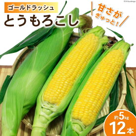 【ふるさと納税】【期間限定発送】 野菜 とうもろこし ( ゴールドラッシュ ) 12本入 約5kg [笛吹農業協同組合 山梨県 中央市] やさい トウモロコシ コーン 甘い スイートコーン 季節限定 期間限定 【2026年6月上旬～7月上旬発送予定】