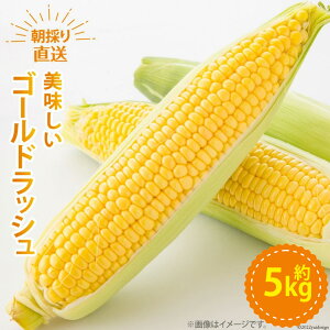 yӂ邳Ɣ[ŁzyԌ蔭z  S[hbV 5kg [n}_ R s 21470839] gERV Ƃ낱 ₳ Ԍ Gߌ ʌ Yn y2026N6