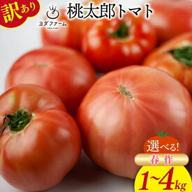 【ふるさと納税】【2026年発送】 訳あり 桃太郎トマト 選べる内容量 春作 約1kg 約2kg 約4kg 規格外 家庭用 不揃い わけあり 訳アリ とまと tomato 野菜 やさい ヨダファーム 山梨県 中央市 送料無料 【2026年4月上旬-6月下旬発送予定】
