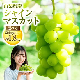 【ふるさと納税】＜選べる内容量＞ 山梨県産 シャインマスカット 500g以上～約1.8kg（ 1房 ／ 2～4房 ） 10000円 ～ 22000円 1万円 ～ 2万2000円 マスカット ぶどう ブドウ 葡萄 くだもの 果物 フルーツ 種なし 山梨県 中央市 送料無料 【2026年8月下旬-10月下旬発送予定】