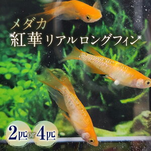 �ԗ�i�摜