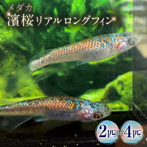 �ԗ�i�摜
