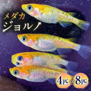 �ԗ�i�摜