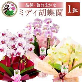 【ふるさと納税】花 ミディ 胡蝶蘭 4寸鉢 2本立 1鉢 《品種や色の選択はおまかせ》10000円 1万円 [石原洋蘭園 山梨県 中央市 21470406] 生花 フラワー 胡蝶蘭 産地直送 インテリア
