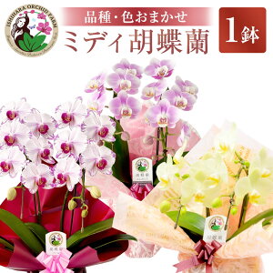 yӂ邳Ɣ[Łz ~fB Ӓ 4 2{ 1 siF̑I͂܂t10000~ 1~ [Όm R s 21470406]  t[ Ӓ Yn CeA