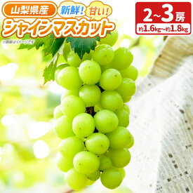 【ふるさと納税】新鮮！甘い！山梨県産 シャインマスカット 2房～3房（約1.6kg～1.8kg） 「道の駅とよとみ」より厳選したものを出荷！ ぶどう ブドウ 葡萄 フルーツ くだもの 果物 果実 デザート 冷蔵 国産 山梨県 中央市 送料無料 【2026年8月下旬～9月下旬発送予定】