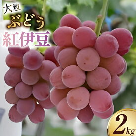 【ふるさと納税】大粒ぶどう 紅伊豆 2kg以上 [さとう農園 山梨県 中央市 21471041] ぶどう ブドウ 葡萄 くだもの 果物 フルーツ【2026年8月上旬-9月下旬発送予定】