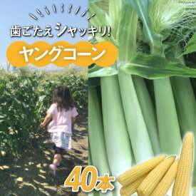 【ふるさと納税】【数量限定】ヤングコーン40本　【野菜・とうもろこし・ヤングコーン・コーン】【2026年6月上旬～6月下旬発送予定】