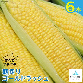 【ふるさと納税】【期間限定発送】 とうもろこし 朝採り 即出荷 甘くてプチプチ ゴールドラッシュ 6本 [しゃんと畑 山梨県 中央市] 野菜 トウモロコシ コーン 甘い 産地直送 とれたて 【2026年6月上旬～7月上旬発送予定】