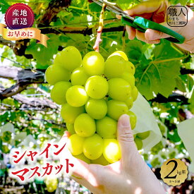 【ふるさと納税】シャインマスカット 【2025年発送】 山梨 2kg (3～5房) ぶどう 葡萄 山梨県 フルーツ 果物 くだもの ギフト 産地直送 人気 土橋農園 [5839-1884]