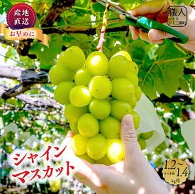 【ふるさと納税】【2025年8月下旬より発送】シャインマスカット　1.2～1.4キロ　2～3房　土橋農園[5839-1927]