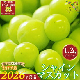 【ふるさと納税】【2026年発送分 先行予約】 シャインマスカット 1.2kg（2～3房） 8月中旬以降発送予定 フルーツ 山梨県産 果物 シャイン マスカット ぶどう ブドウ 大粒 種なし 産地直送 富士川町 先行予約（A5302）