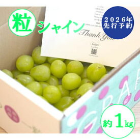 【ふるさと納税】【2026年発送分 先行予約】【訳あり】 シャインマスカット 粒にて 約1kg　シャイン マスカット フルーツ 山梨県産 果物 くだもの ぶどう ブドウ 葡萄 大粒 種なし 産地直送 富士川町 家庭用 規格外 斎庵