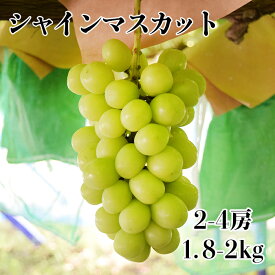 【ふるさと納税】【2025年発送分 先行予約】 山梨おいしい果物園のシャインマスカット 1.8kg-2.0kg (2~4房)　産地直送 フルーツ シャイン マスカット ブドウ ぶどう 山梨 やまなし 富士川町