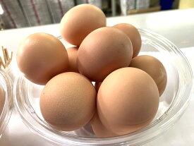 【ふるさと納税】初たまご　プレミアムひまわりたまご（2段）※破卵補償10個含（冷蔵） 卵 鶏卵 玉子
