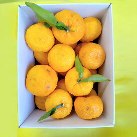 【ふるさと納税】【2025年発送分】徳用ゆず 農家直送 フルーツとして食べられるゆず 約2.4kg バラ詰め 11月以降発送予定　えぐみの無い柚子本来の味　ゆず 柚子 ユズ 柚 生ゆず 生ユズ 家庭用