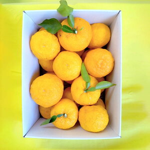 yӂ邳Ɣ[Łzy2025Nz䂸iDǕijt[cƂĐHׂ䂸 2.4kg 11ȍ~\@䂸 M Y Mq 䂸 Y