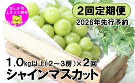 【ふるさと納税】【2026年先行予約】【2回定期便】頬張る幸福感 ～緑の宝石・シャインマスカット～ 計2kg（1.0kg以上・2～3房を2回[9月上旬・下旬]お届け）　ぶどう 葡萄 ブドウ 定期便 2回 果物 くだもの フルーツ 山梨 やまなし 富士川町 シャインマスカットだけ