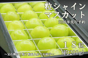 �y�ӂ邳�Ɣ[�Łz�y�ߘa8�N�x��s�\��z�s���I�E��Δ��t�V���C���}�X�J�b�g�Ђƌ�BOX(18������E��200g)�@�V���C�� �}�X�J�b�g �Ԃǂ� ���� �u�h�E �[�Ȃ� ���V���C�� ���̂� ������ ������