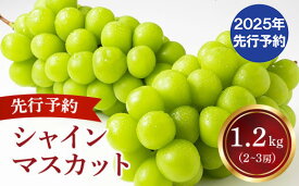 【ふるさと納税】【2025年発送分 先行予約】 シャインマスカット 2～3房（約1.2kg） 8月中旬以降発送予定 フルーツ 山梨 シャイン マスカット くだもの 大粒 人気 厳選 ブドウ ぶどう 葡萄 富士川町 先行予約（C4101）