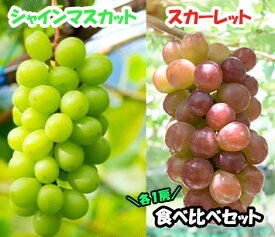 【ふるさと納税】【2025年発送分】赤のスカーレット＆緑のシャインマスカットの食べ比べセット　シャイン マスカット ぶどう ブドウ 葡萄 山梨 やまなし フルーツ 果物 新品種 スカーレット 赤ぶどう 食べ比べ セット