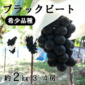 【ふるさと納税】【2026年発送分】希少品種「ブラックビート」3～4房（約2kg）種なし 種無し 黒葡萄 ぶどう ブドウ 葡萄 フルーツ 果物 山梨 やまなし 富士川町 先行予約