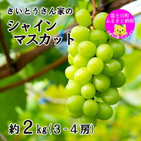 【ふるさと納税】【2025年発送分】さいとうさん家のシャインマスカット 3～4房 （約2kg） 8月下旬以降発送 シャイン マスカット 葡萄 ブドウ ぶどう くだもの フルーツ 産地直送 山梨 やまなし 先行予約 富士川町