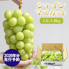 【ふるさと納税】【2026年発送分 先行予約】シャインマスカット（1.6-1.8kg）　シャイン マスカット シャインマスカット ぶどう 葡萄 ブドウ 果物 くだもの フルーツ 大粒 産地直送 先行予約 先行受付 山梨 やまなし有機肥料 山梨県産 富士川町