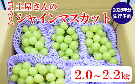 【ふるさと納税】【2026年発送分 先行予約】【訳あり】土屋さんのシャインマスカット（4～6房程度・2kg～2．2kg）　訳あり 訳アリ シャイン マスカット フルーツ 果物 くだもの やまなし 山梨 ぶどう ブドウ 葡萄 規格外 産地直送