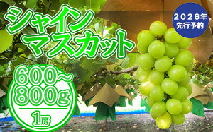 yӂ邳Ɣ[Łzy2026N s\zVC}XJbgi1[j 600`800g VC }XJbg Ԃǂ uhE  1[ 600g 700g 800g ƒp p lp 1lp t[c ʕ  