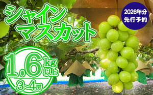 yӂ邳Ɣ[Łzy2026N s\zVC}XJbgi3`4[j 1.6kg`1.7kg@VC }XJbg Ԃǂ uhE  t[c ʕ  R ܂Ȃ xm쒬