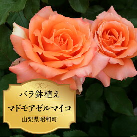 【ふるさと納税】 ふるさと納税 バラ鉢植え ローズ 薔薇 バラ ガーデニング 花 フラワー 敬老の日 卒入学祝い 新築祝い 記念日 お祝い ギフト プレゼント 贈り物 山梨県 昭和町 母の日 送料無料 バラ鉢植え「マドモアゼルマイコ」 SWBD004