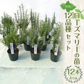 【ふるさと納税】 ふるさと納税 ローズマリー 苗 ハーブ スパイス ガーデニング ベランダ 庭 健康 趣味 ギフト 家庭菜園 贈り物 人気 おすすめ 山梨県 昭和町 母の日 父の日 敬老の日 【ハーブショップYOU'樹】ローズマリーの苗 4号鉢 12品種セット SWBE007
