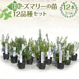 【ふるさと納税】 【ハーブショップYOU'樹】ローズマリーの苗 3号ポット 12品種セット ふるさと納税 ローズマリー 苗 ハーブ スパイス ガーデニング ベランダ 庭 健康 趣味 ギフト 家庭菜園 贈り物 人気 おすすめ 山梨県 昭和町 母の日 父の日 敬老の日 SWBE012