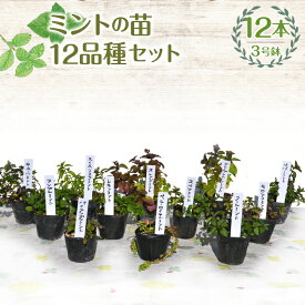 【ふるさと納税】 【ハーブショップYOU'樹】ミントの苗 3号ポット 12品種セット ふるさと納税 ミント 苗 ハーブ スパイス ガーデニング ベランダ 庭 健康 趣味 ギフト 家庭菜園 贈り物 人気 おすすめ 山梨県 昭和町 母の日 父の日 敬老の日 SWBE013