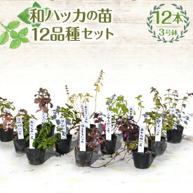 【ふるさと納税】 【ハーブショップYOU'樹】和ハッカの苗 3号ポット 12品種セット ふるさと納税 和ハッカ 苗 ハーブ スパイス ガーデニング ベランダ 庭 健康 趣味 ギフト 家庭菜園 贈り物 人気 おすすめ 山梨県 昭和町 母の日 父の日 敬老の日 SWBE014