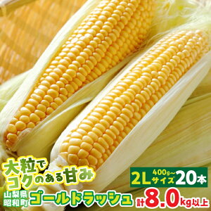 yӂ邳Ɣ[Łzy2026Ns\zRYS[hbV2LTCY 6{ 10{ 20{ Zbg Ƃ낱 낱 gERV RV R[ Y Y VN Yn o[xL