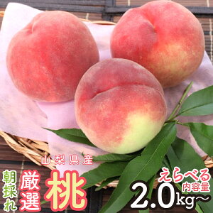 【ふるさと納税】2026年発送 朝採れ!厳選!山梨県産 桃 選べる容量 SWCM001