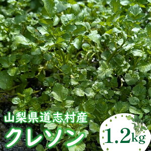 yӂ邳Ɣ[Łz N\ 1200g kCEEւ̔zs wsӂ邳Ɣ[  ₳ N\ t킹 R u  DSL006